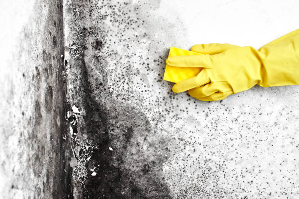 Best Home Mold Removal  in New London, CT