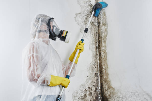 Best Toxic Mold Removal  in New London, CT