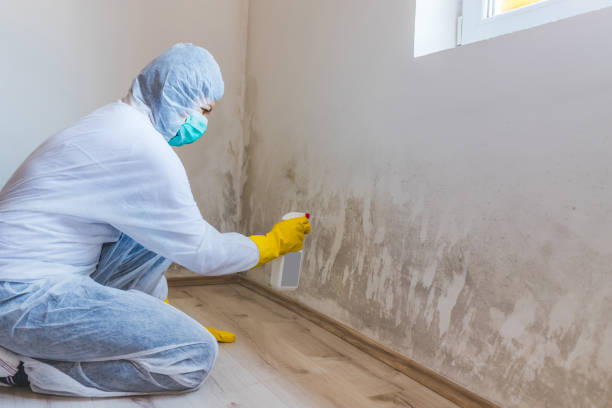 Home Mold Removal in New London, CT