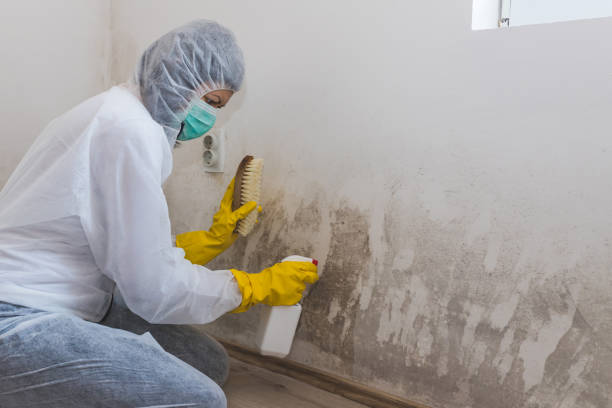 Best Black Mold Removal  in New London, CT