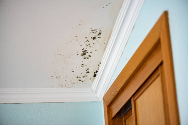 New London, CT Mold Removal Company