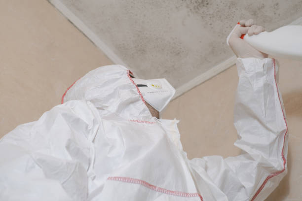 Best Toxic Mold Removal  in New London, CT