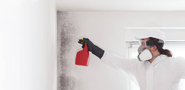 Best Mold Removal and Inspection  in New London, CT
