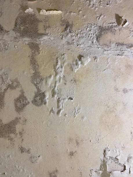 Best Mold Removal Company Near Me  in New London, CT