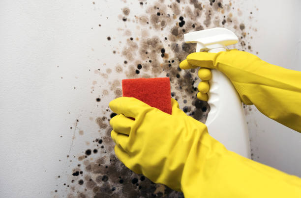 Best Mold Testing  in New London, CT