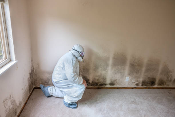  New London, CT Mold Removal Pros