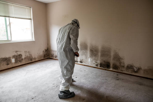 Best Attic Mold Removal  in New London, CT