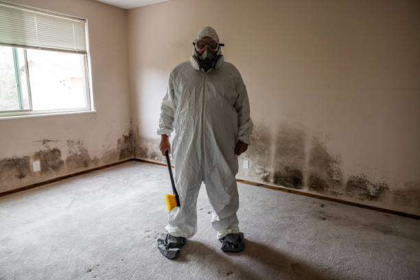 Best Mold Removal Company Near Me  in New London, CT