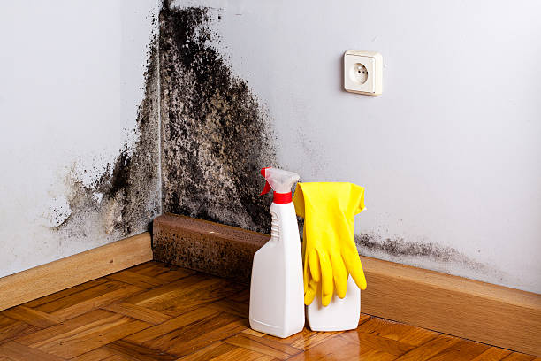 Best Mold Removal Near Me  in New London, CT
