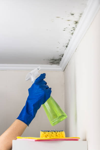 Best Mold Removal Specialists  in New London, CT