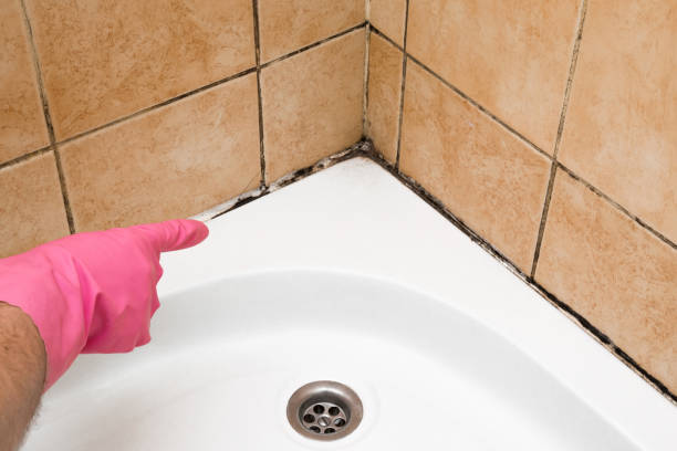 Best Certified Mold Removal  in New London, CT