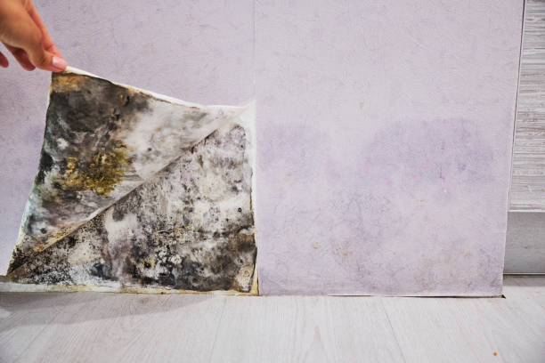  New London, CT Mold Removal Pros